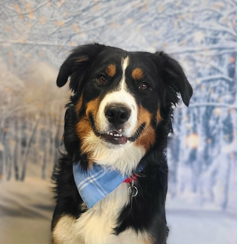 Picture of the Animal Listed